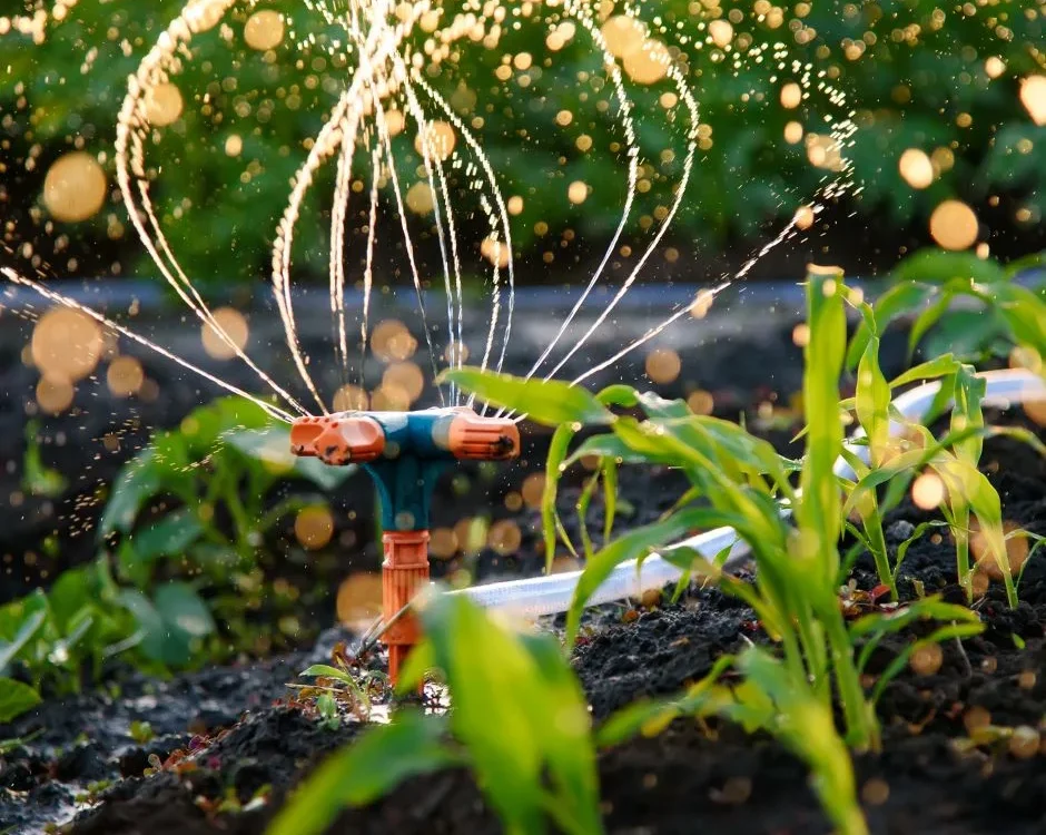 Consigli di Giardinaggio: Come Mantenere il Tuo Giardino Felice e Fiorito!