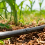 Irrigazione a Goccia: Un'Opzione Intelligente per un Giardino Rigoglioso