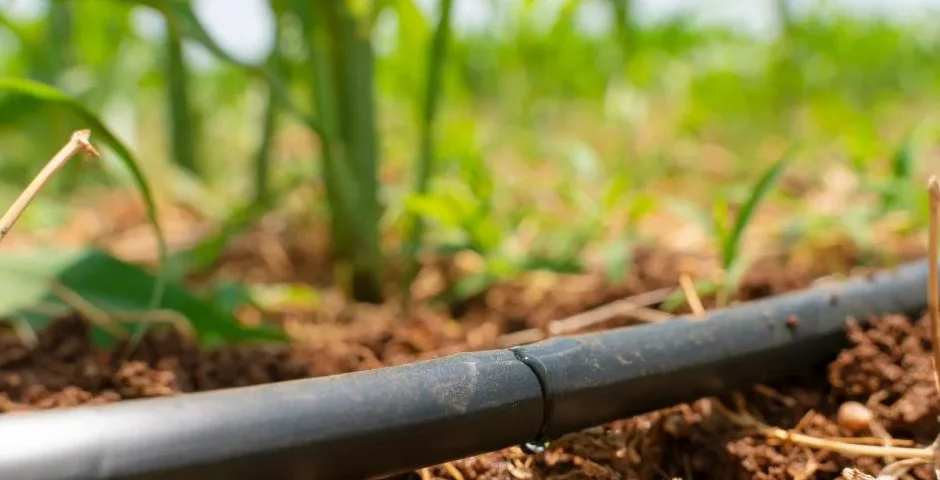 Irrigazione a Goccia: Un'Opzione Intelligente per un Giardino Rigoglioso