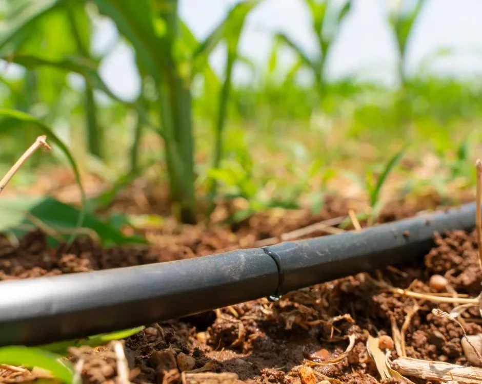 Irrigazione a Goccia: Un'Opzione Intelligente per un Giardino Rigoglioso
