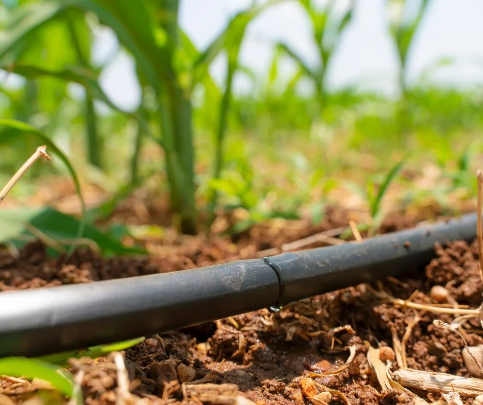 Irrigazione a Goccia: Un'Opzione Intelligente per un Giardino Rigoglioso